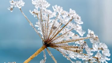 Indemnisation des arboriculteurs sinistrés par le gel 2020