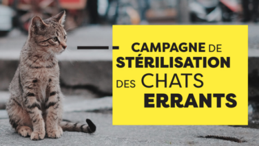 Campagne de stérilisation des chats errants