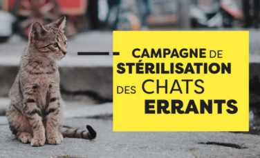 Campagne de stérilisation des chats errants